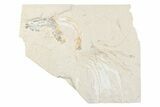 Cretaceous Fish (Gaudryella) Fossils with Shrimp - Hjoula, Lebanon #376349-1